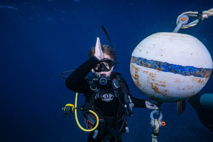 Small Group Shark and Turtle Dive for Certified Divers - Photo 1 of 6